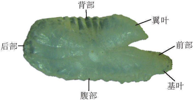 二、耳石形態(tài)描述術語